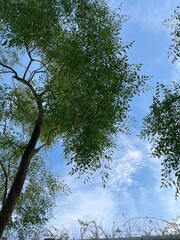Ketapang Kencana tree, view from under the green tree and branches with bright blue sky and white clouds. fresh and shady tree bottom view background, tall trees, natural oxygen source, tranquility 