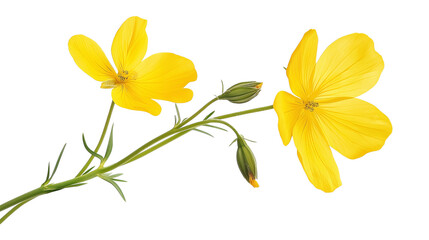 Fototapeta premium Two vibrant yellow flowers isolated on transparent background