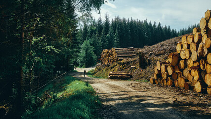 runner in the forest