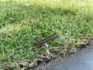 Close-up of harpaphe haydeniana, commonly known as yellow-spotted millipede walking on green grass...