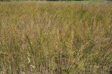 The agricultural field is full of Mustard plants with dried mustard seeds