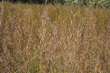 The dried mustard plants with dried mustard seeds