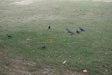 The crows are roaming and eating insects from the dirty field