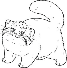 Cute hand drawn line art illustration of Pallas's cat