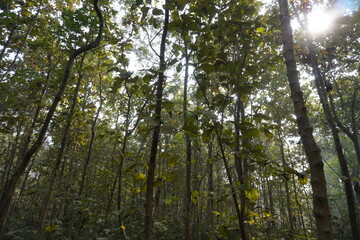 The sun is shining behind the long, big trees in the green forest
