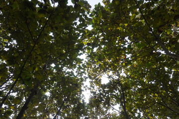 The bright sky is covered by the leaves of the teak trees
