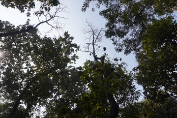 The head of trees with leaves make a forest canopy