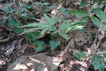 Japanese climbing fern or Lygodium japonicum which is a vine-like perennial that can grow up to 90...