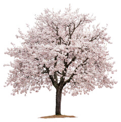 PNG Yoshino Cherry tree blossom spring cherry.