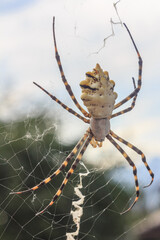 Spider with prey