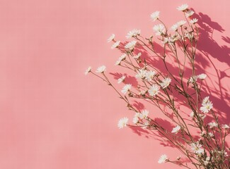 Daisies on a pink background with copy space for text. Spring concept. Minimal floral composition.