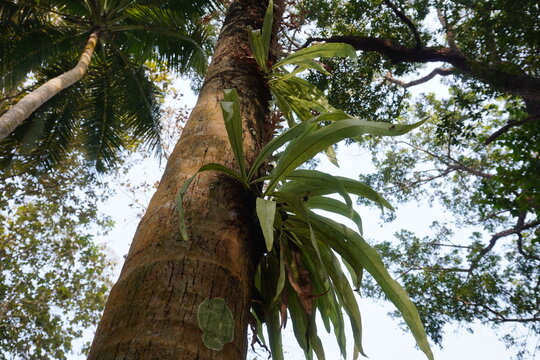 A tree, possibly Gonystylus bancanus, also known as Ramin, with an epiphyte growing on its trunk
