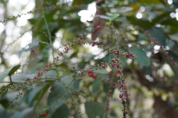 The tiny red fruits and flowers on the Deeringia amaranthoides flowerhead in close up in the deep forest 
