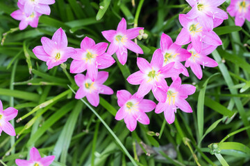 Obraz premium Beautiful pink rain lily (zephyranthes rosea) flowers.
