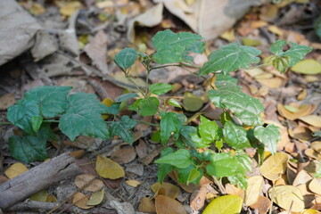 Poisonous ivy, which can cause an allergic reaction in most people who touch it