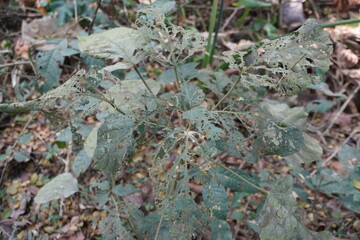 A plant, specifically a tomato plant, with leaves that have been heavily eaten by insects