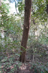 A tree, possibly a sal or teak tree, in a forest setting