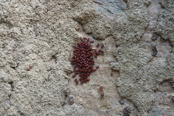 A cluster of Oxycarenus lavaterae, commonly known as lime seed bugs which are frequently found in...