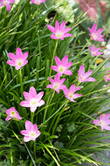 Beautiful pink rain lily (zephyranthes rosea) flowers.