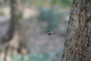 Cyrtophora citricola, also known as a tropical tent-web spider, on its web