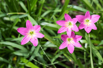 Fototapeta premium Beautiful pink rain lily (zephyranthes rosea) flowers.