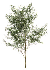 Obraz premium PNG Green tree background green white.