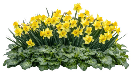 Obraz premium PNG Daffodil flowers bush daffodils spring plants.