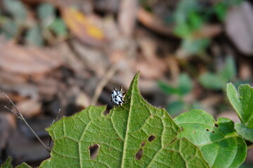 Gasteracantha cancriformis, commonly known as the spiny orb-weaver spider, resting on the edge of a green leaf