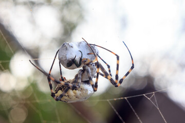 Spider with prey