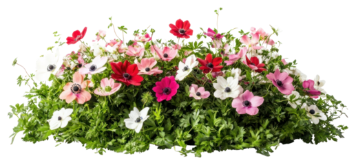 PNG Anemones flowers bush anemone blossoms spring.