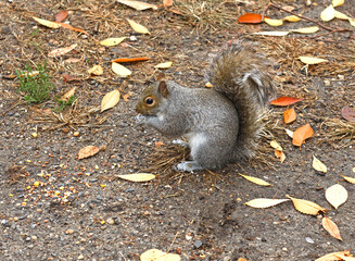 Treat for squirrel. Eastern gray squirrel (Sciurus carolinensis) in winter Central park, New York City