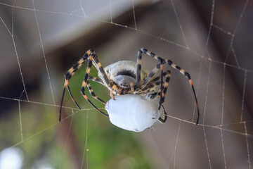 Spider with prey