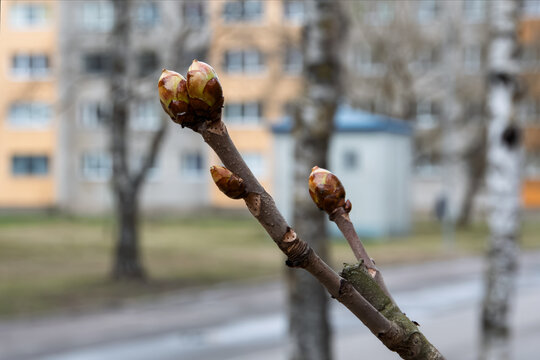 Chestnut twig with two opening apical buds at the tip. Blurred background - spring city street in a residential area. Cloudy day
