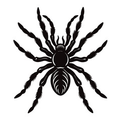 vector illustration of a tarantula