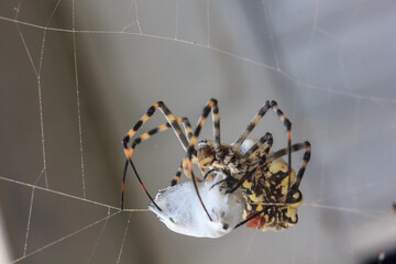 Spider with prey