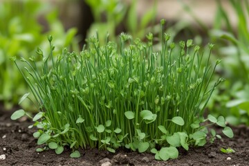 freshly grown chives in an herb garden