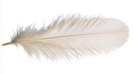 Obraz premium A delicate white feather with soft, fluffy texture against a clean white backdrop.