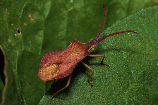 Leaf-footed bug standing on a green leaf in nature