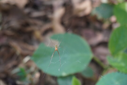 The Tetragnatha striata, also known as a long-jawed orb weaver or stretch spider on its cobweb