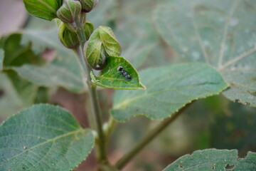 The black ant is sitting on the leaf of the croton plant in close up with a blurry background