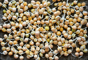 High-resolution close-up of three-day-old pea sprouts (Pisum sativum) growing on a moist substrate