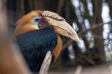 Blythe’s Hornbill (Rhyticeros plicatus) in Papua New Guinea, commonly found in lowland rainforests