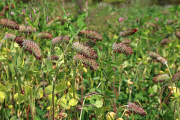 Bed of Crimson Clover, Somerset, England

