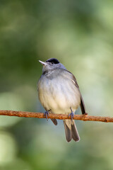Blackcap (Sylvia atricapilla), a warbler commonly found in Europe, spotted in Lisbon, Portugal.