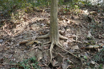 The base and roots of a Cussonia bancoensis tree commonly known as the aky tree inside the deep forest
