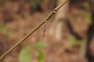 The larva of a leaf-miner fly is hanging from the stalk of a plant close up view with a blurry background