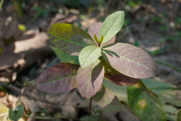 A guava plant has grown in the forest in close up with a blurry background