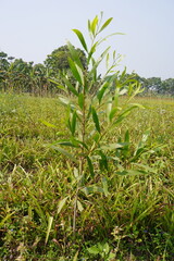Obraz premium Acacia auriculiformis also known as earleaf acacia, northern black wattle, or Darwin black wattle plant has been found in the middle of the field