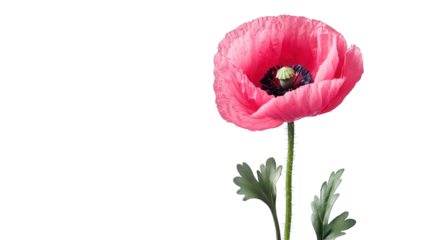 A pink flower with a green stem and leaves