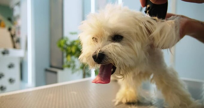 At a pet grooming salon, a middle-aged male groomer is trimming the fur of an adorable Poodle dog with clipper. An adorable Maltese dog being groomed at a pet grooming salon.